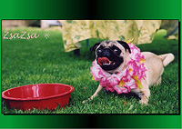 PugSpeak Custom Pug Cards - PugSpeak offers custom pug and pet cards.
