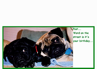 Pug Card 004 features PugSpeak's own Trevor and Ian and says Psst...word on the street is it's your birthday...and we're only too happy to help you celebrate. Have a pugtastic day! Happy Birthday theme.