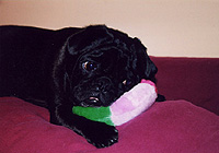 Pug Card 007 is a Miss You theme and features PugSpeak's own Trevor.