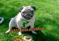 Pug Card 016 is a Fun theme and says Pugs on a Snake. Featuring PugSpeak's own Dexter.