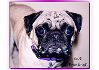 Pug Card 205 is a Birthday theme and says Got Frosting? Features PugSpeak's own Mackie.