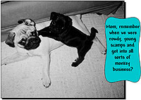 Pug Card 218 is a Mother's Day theme and says Mom, remember when we were rowdy, young scamps and got into all sorts of monkey business? Well, we may not be as young, but we'll always be your scamps! Thanks for being such a great mom! Happy Mother's Day! Featuring PugSpeak's own Dexter and Trevor.