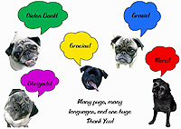 Pug Card 231 is a Thank You theme and features all the PugSpeak Boys saying Thank You in multiple languages. Pug card says Many pugs, many languages, and one huge Thank You!