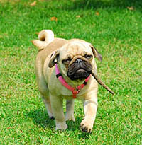 One little pug tail